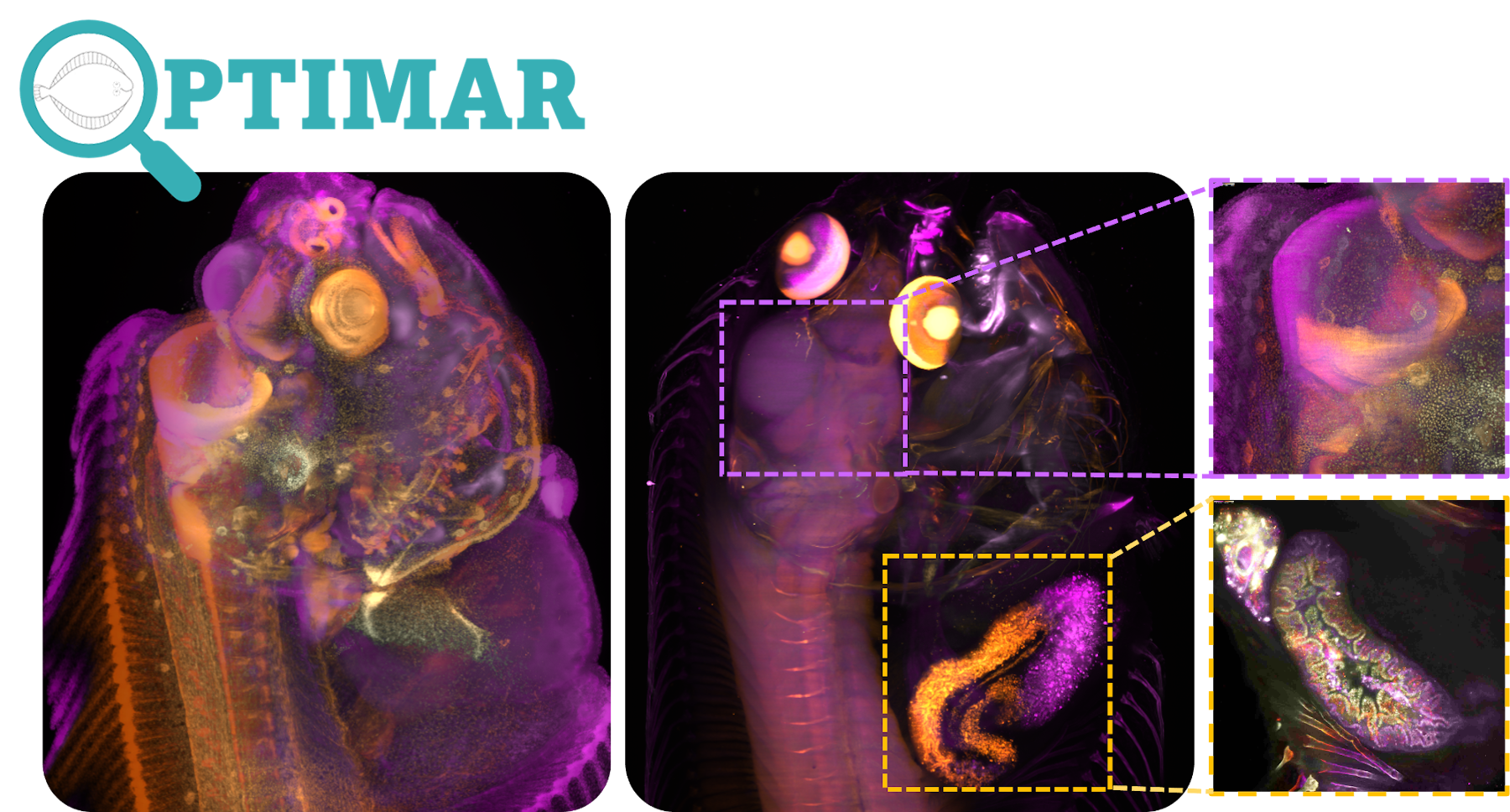 Mesoscopic imaging was used to study flatfish development