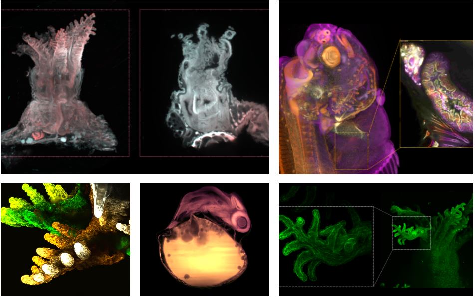 Lightsheet Microscopy | T Correia, R Félix, S Silva, D Power, C Egger, A Engelen, M Coelho