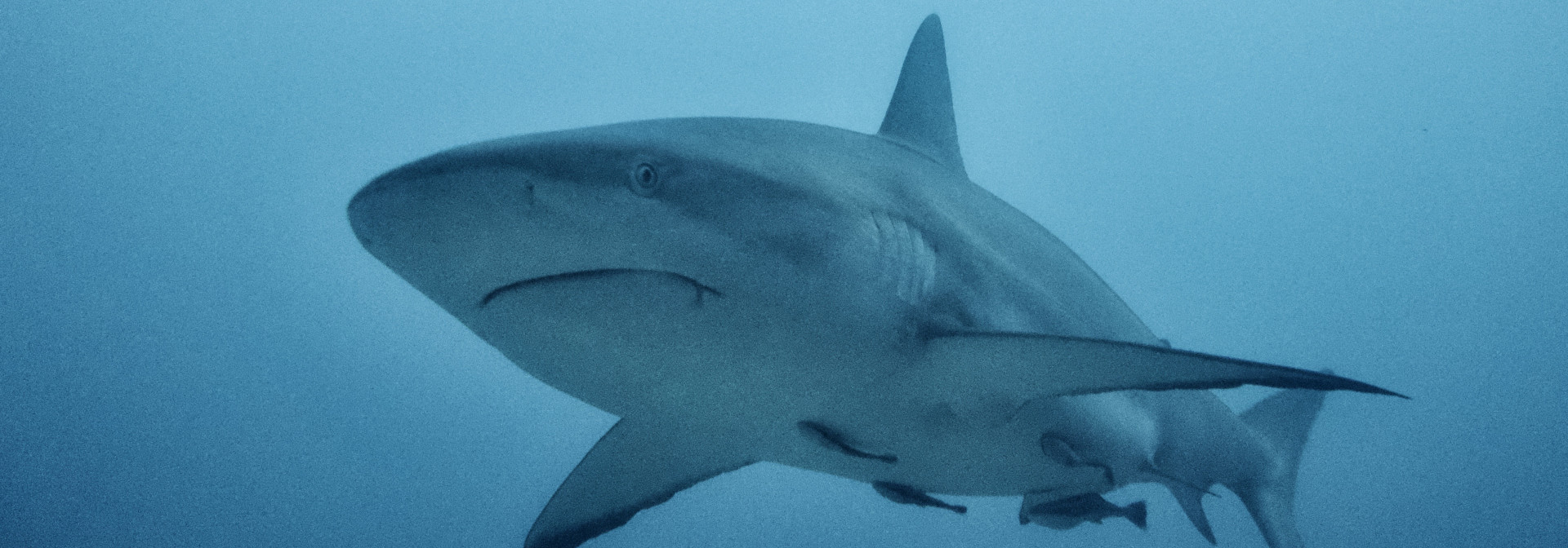 A Shark Swimming in the Ocean