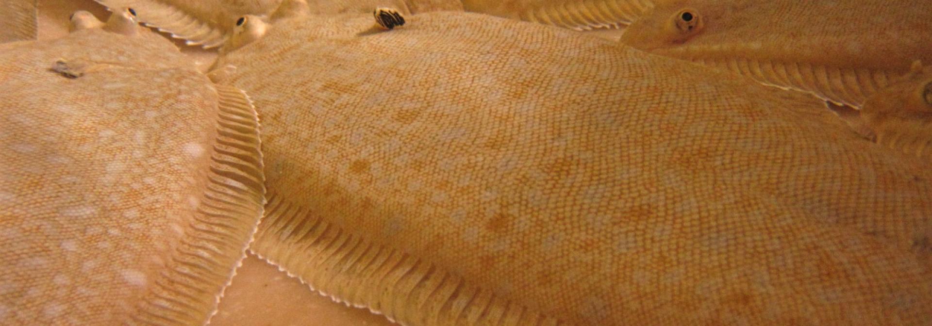 biological resources