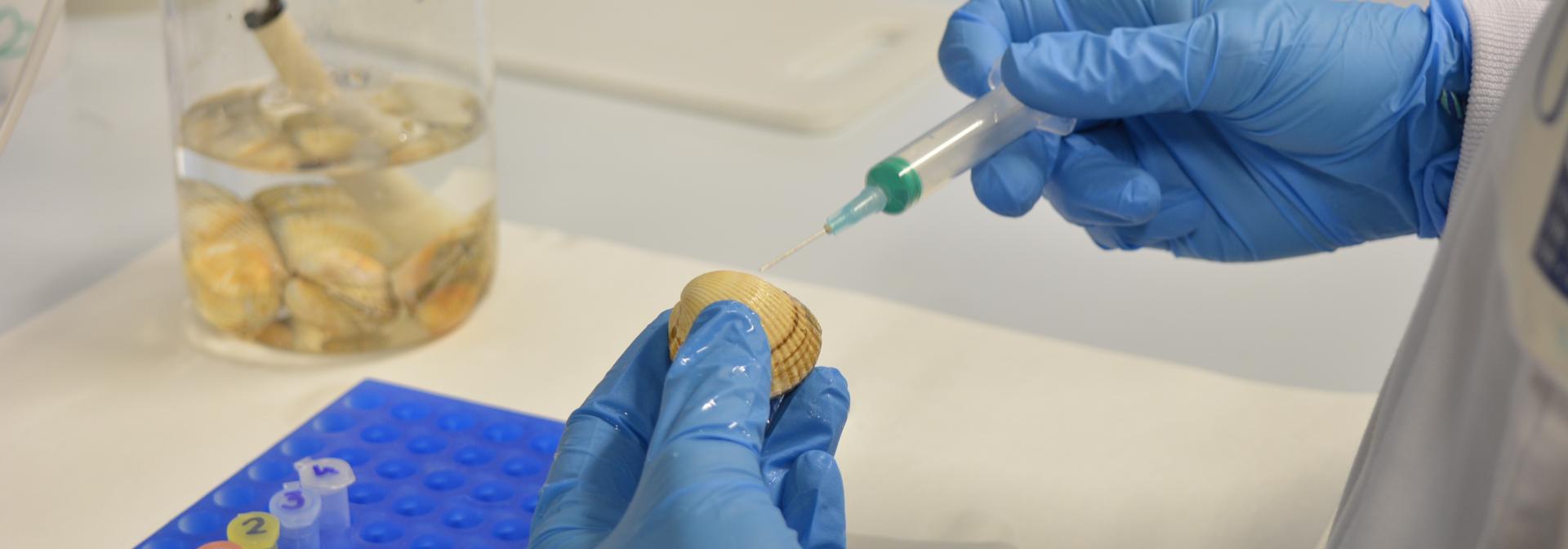 Manipulação de Bergigão em Laboratório (Crédito: Alicia Bruzos)