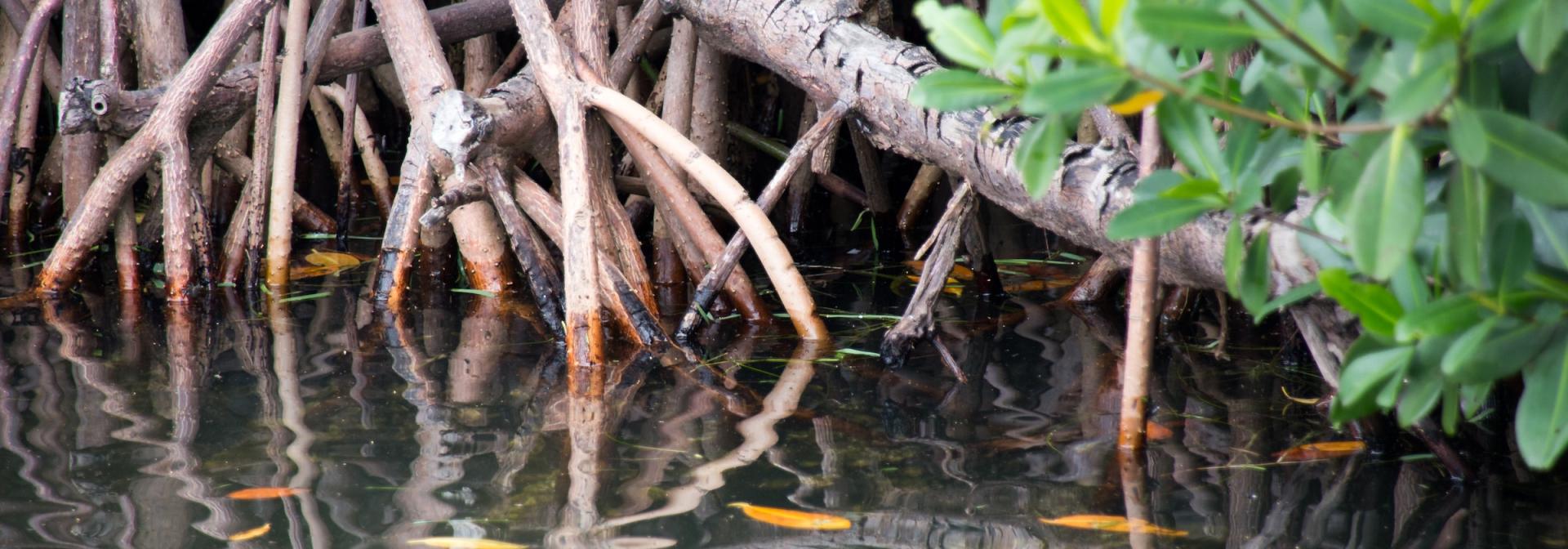 Generic representation of Novo estudo revela a influência das correntes oceânicas na diversidade das florestas de mangal