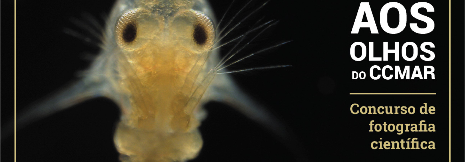 Generic representation of Aos Olhos do CCMAR