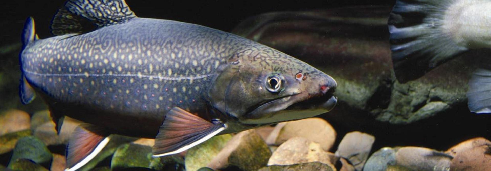 Generic representation of Welfare in farmed fish: towards the next level in aquaculture.