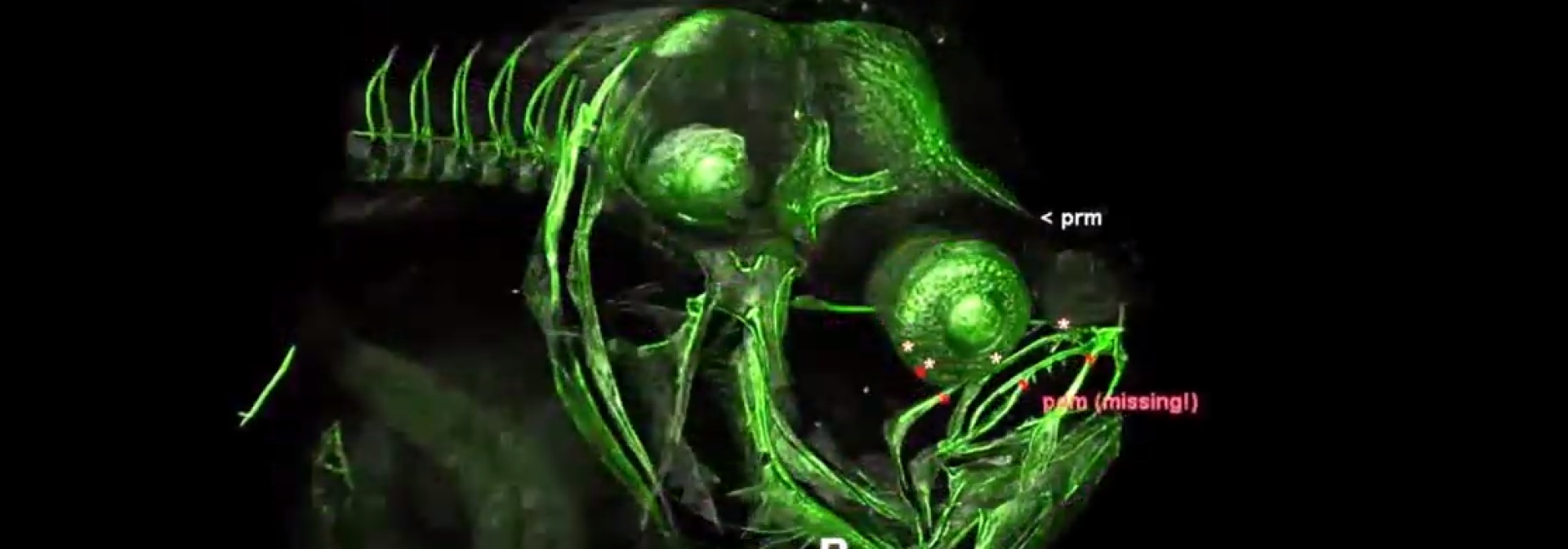 Generic representation of Linguado pode ajudar a compreender o crescimento humano através da hormona da tiróide