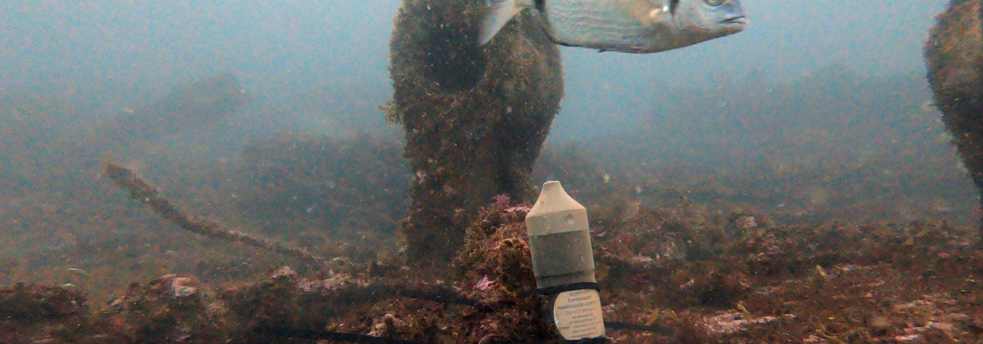 Generic representation of Nova rede de telemetria vai desenvolver o estudo das migrações animais nos rios e mares da Europa