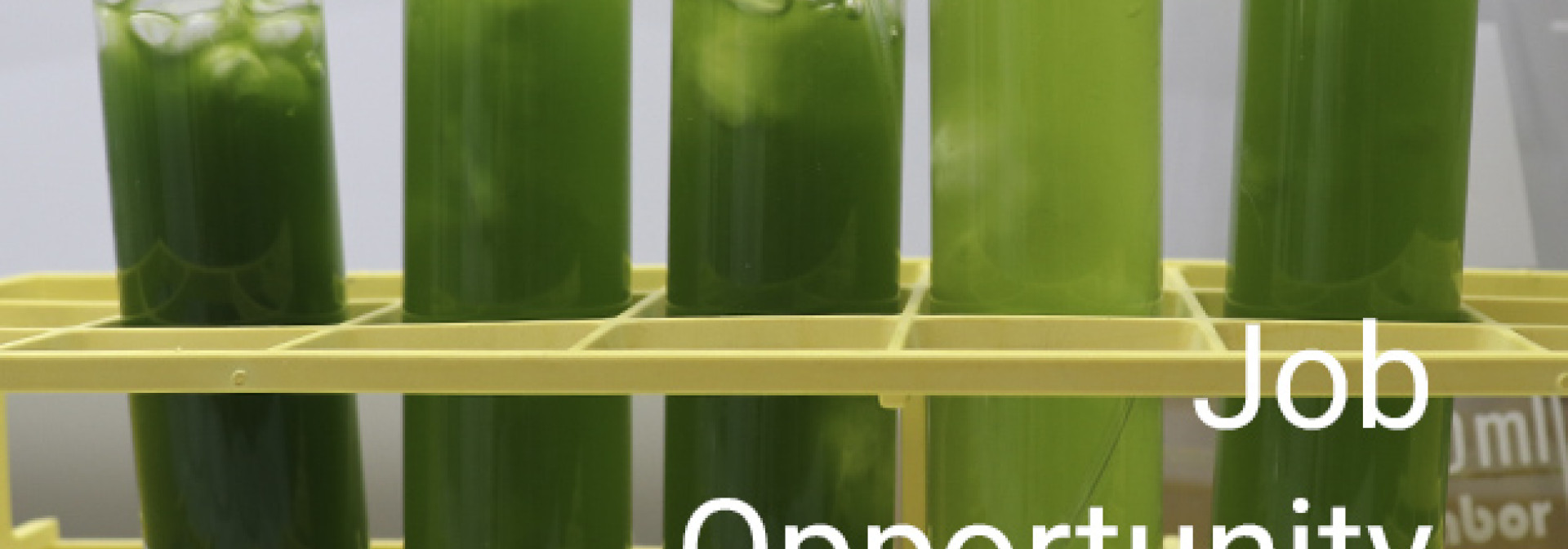 Generic representation of Seaweed cultivation and biotechnology