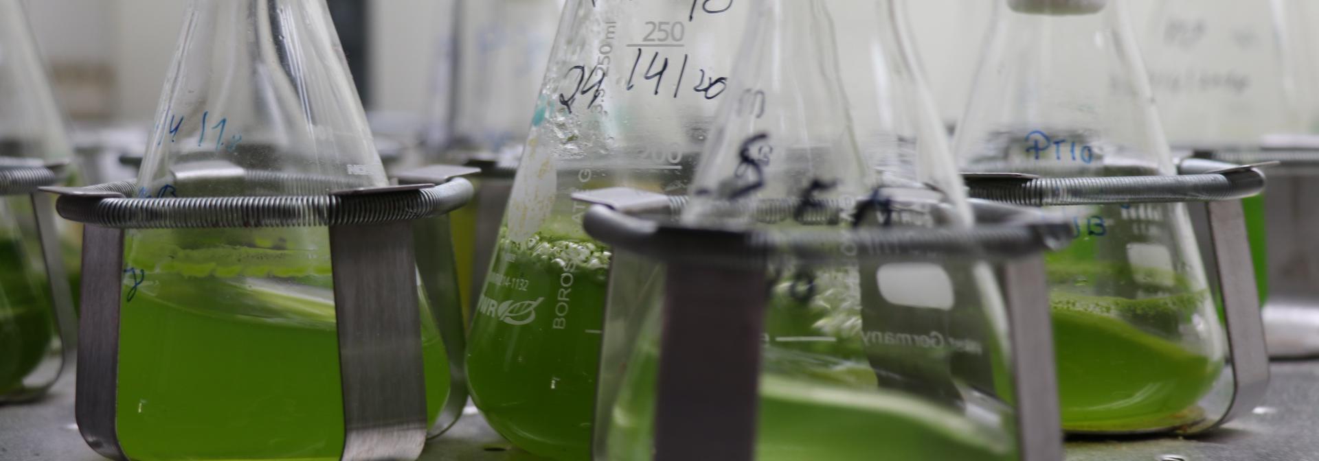 Generic representation of GreenCoLab: um laboratório colaborativo para a biotecnologia marinha