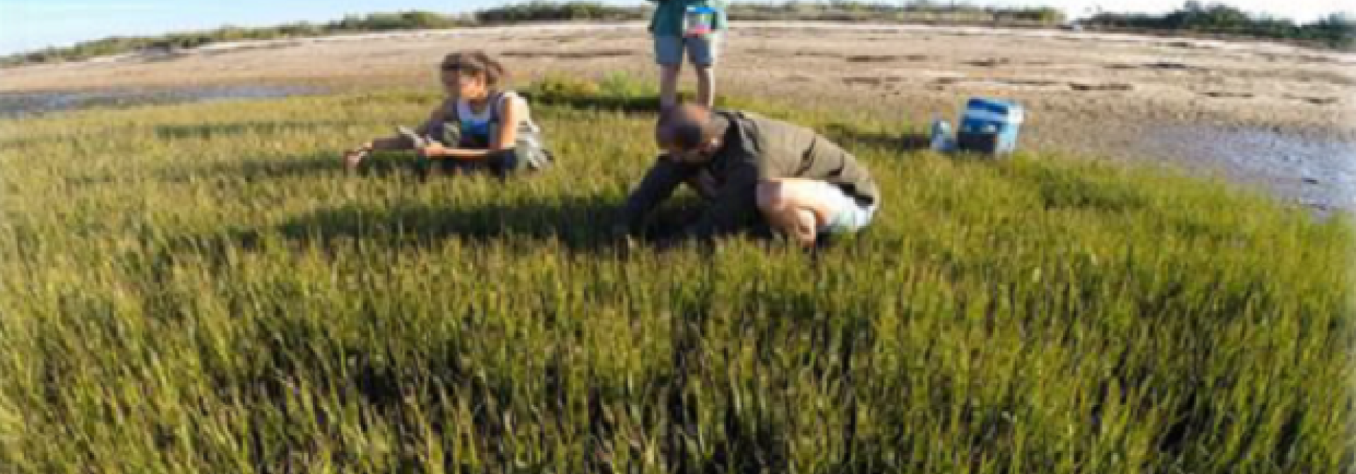 Generic representation of Curso de formação - Serviços Ecossistémicos prestados pelos sistemas costeiros