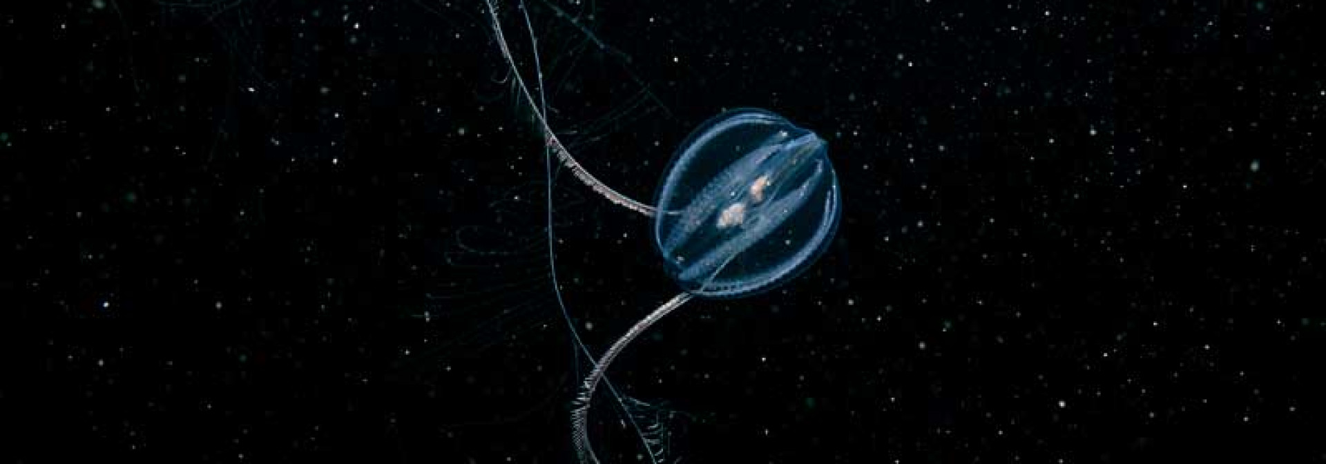 Generic representation of Seminar: Much a-glue about nothing - bioadhesive from the Ctenophore Pleurobrachia pileus