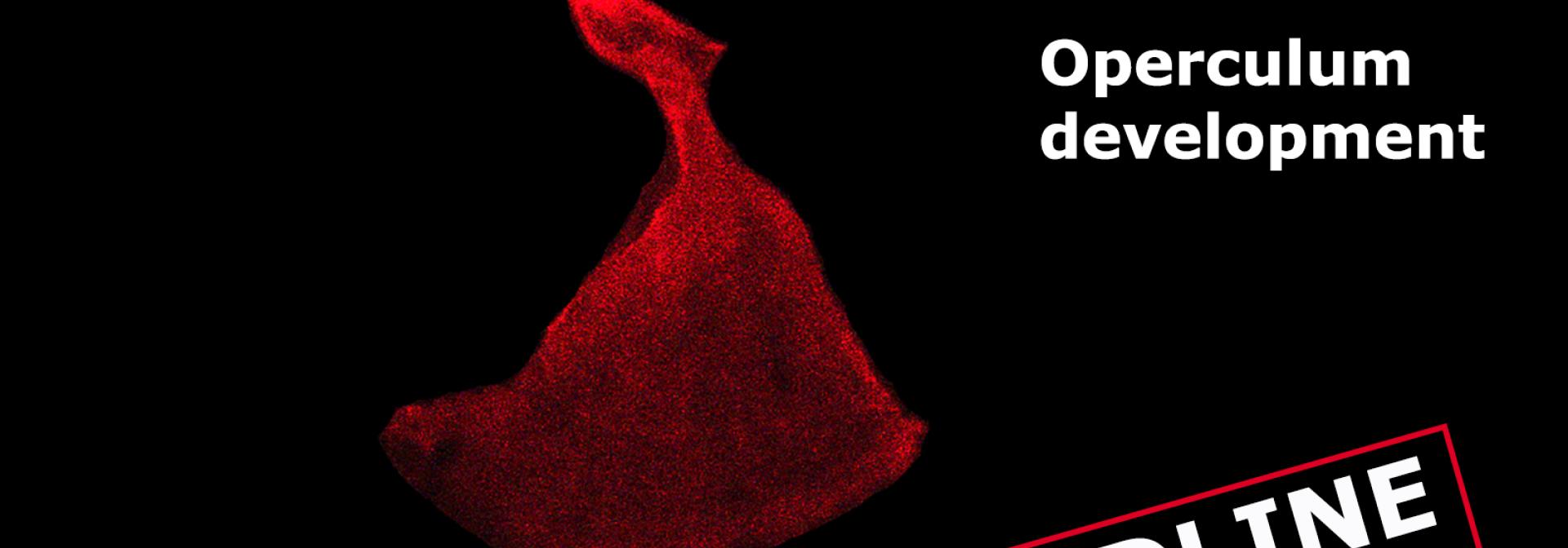 Generic representation of Zebrafish Tools for the Screening of Osteogenic Compounds