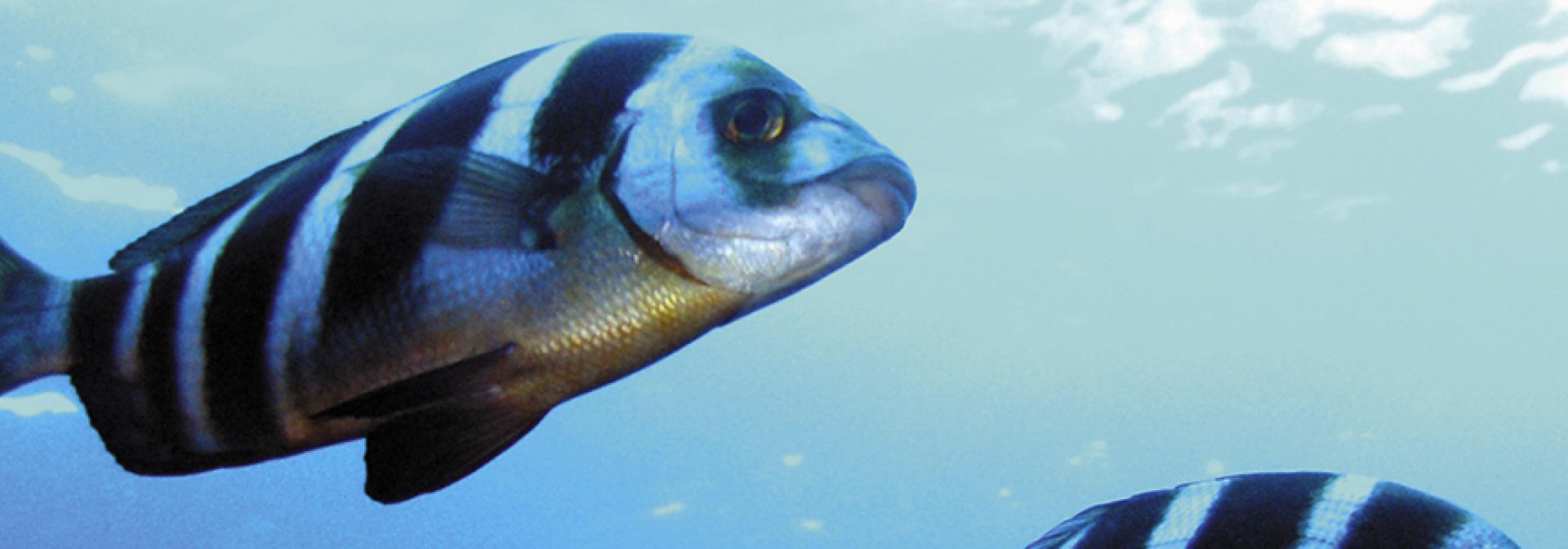 Generic representation of BUFFER