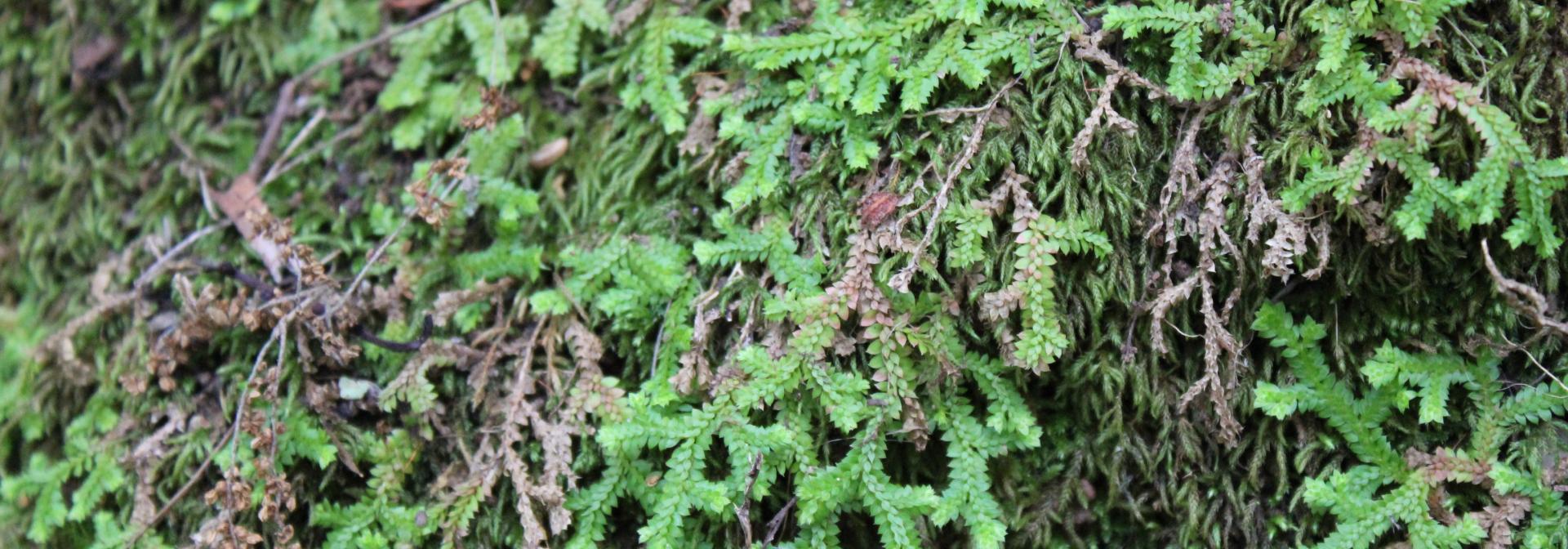 Generic representation of PSB