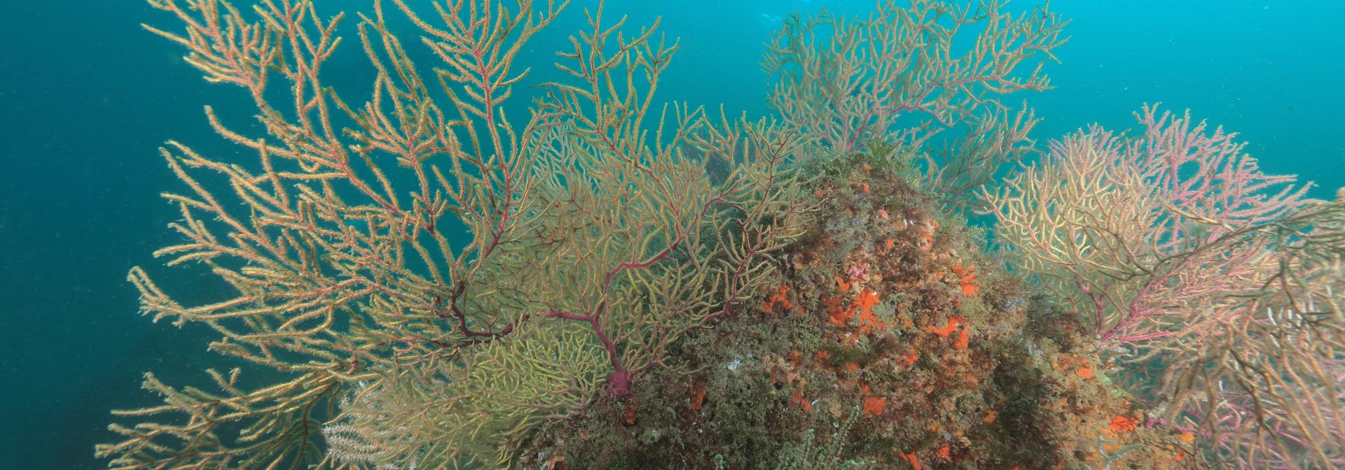 Ecology and restoration of riverine, estuarine and coastal habitats