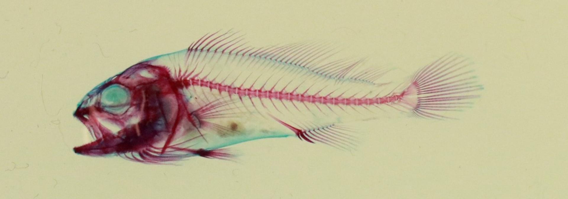 Comparative, Adaptive and Functional Skeletal Biology