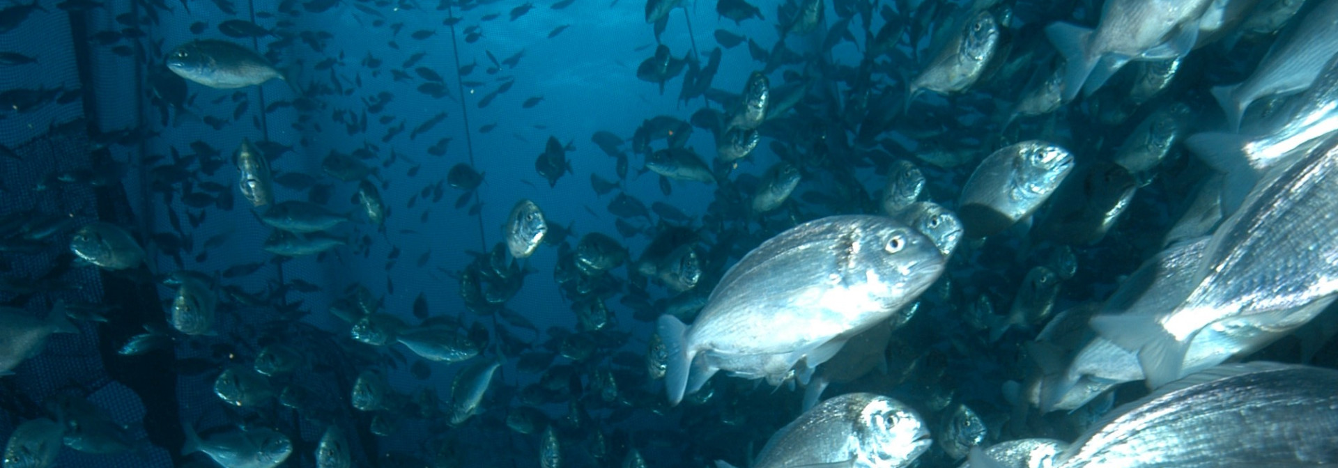 Generic representation of Relatório sobre Etologia e Bem-Estar dos Peixes publicado pelo Conselho Consultivo para a Aquicultura
