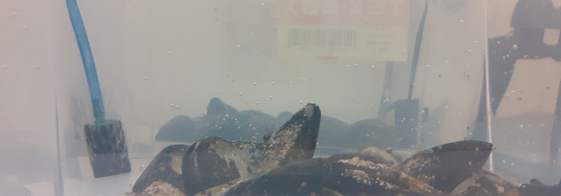 Generic representation of The toxic effects of microalgae on humans