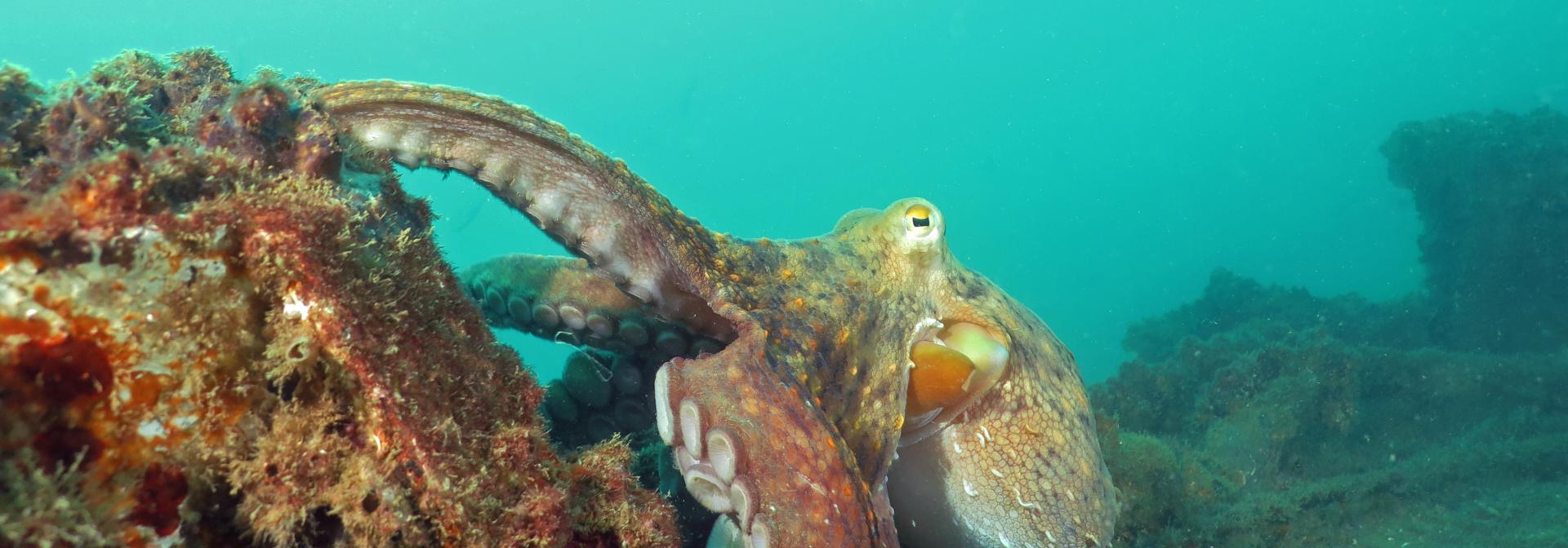 Generic representation of Fomos a Malta falar sobre a cogestão da pesca do polvo