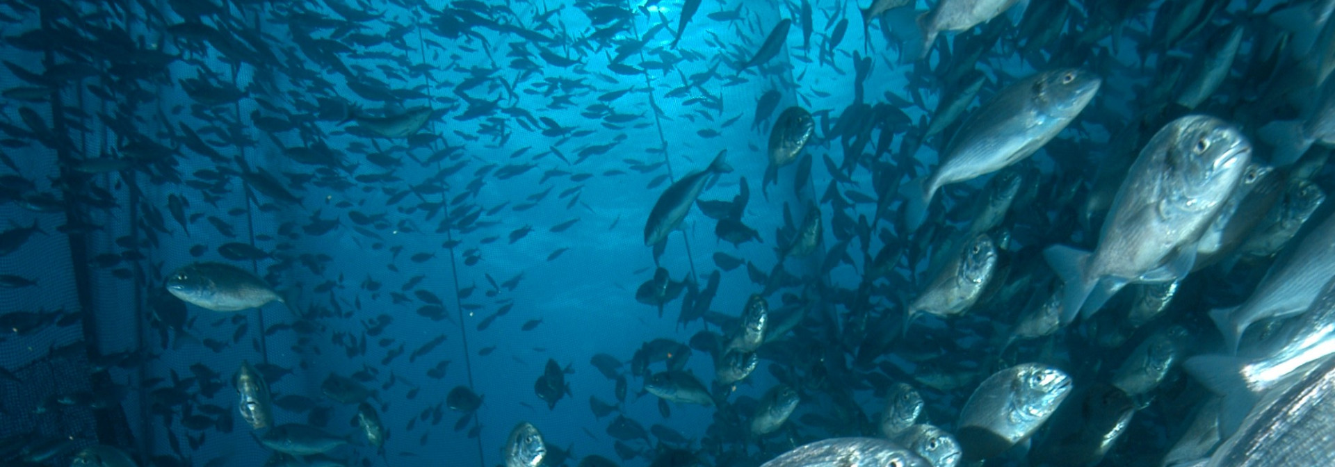 Generic representation of European Council commissions study on fish welfare to CCMAR researchers