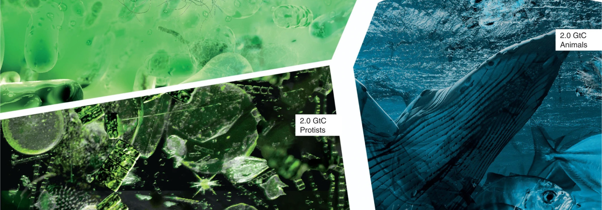 Generic representation of Researchers call for the study and protection of the marine microbiome