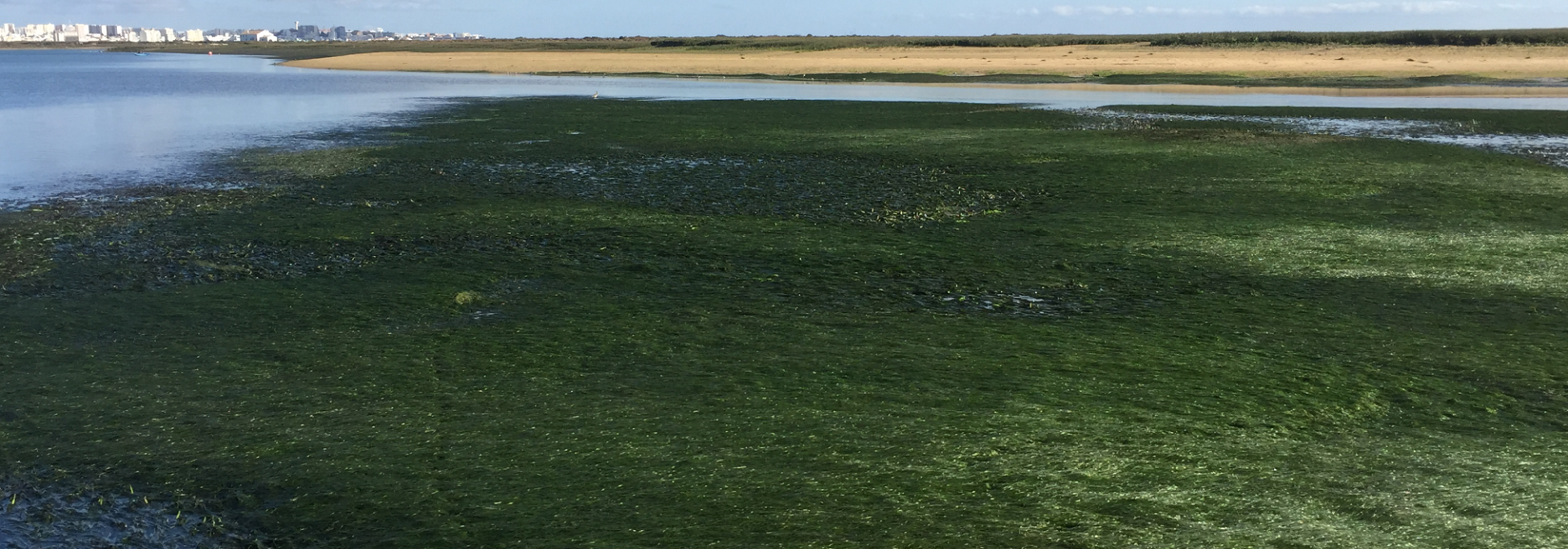 Generic representation of United Nations declares 1 March as World Seagrass Day