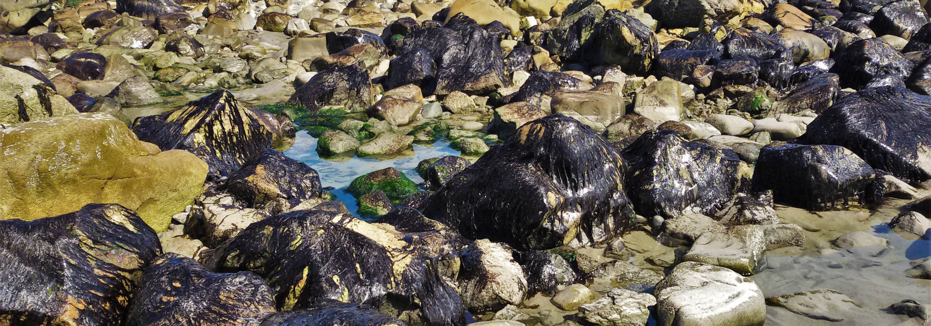 Generic representation of The Iberian Peninsula was a red algae refuge during ice ages