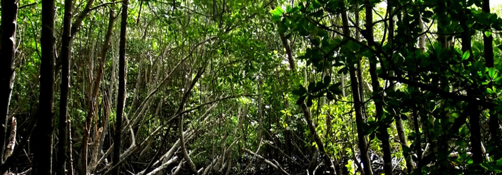 Generic representation of Imagine that we have a climate time machine...