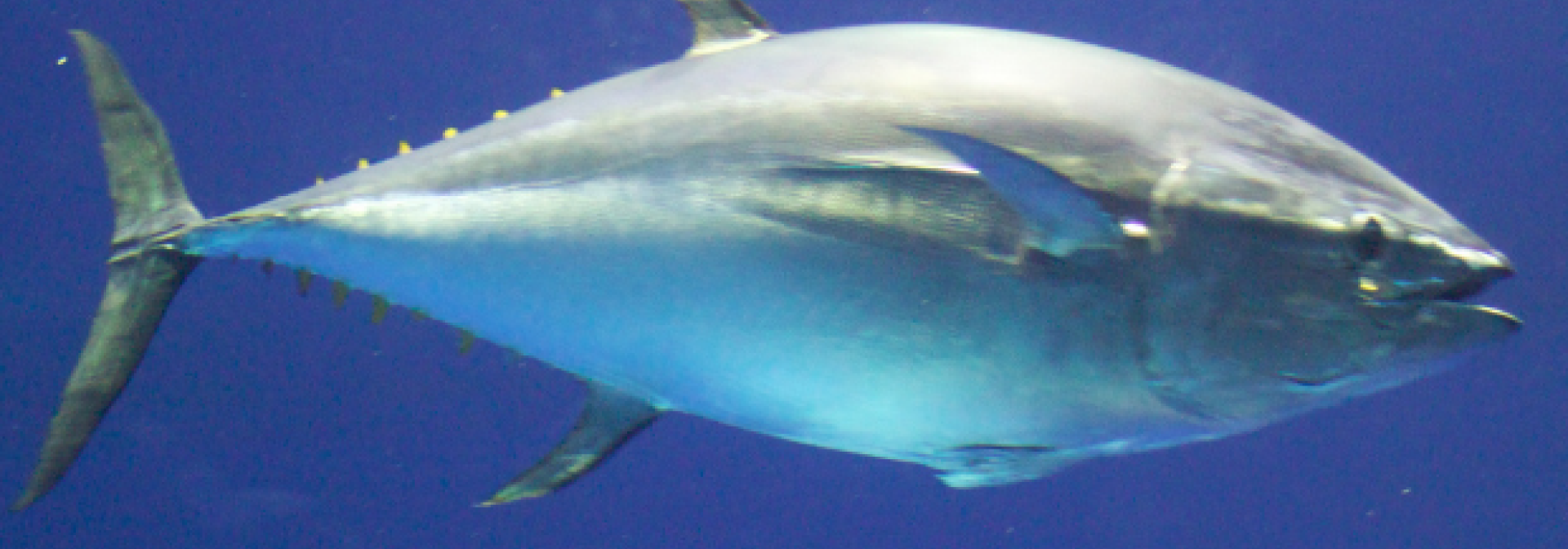 Generic representation of A bluefin tuna of almost 3 meters detected for the first time in Sesimbra