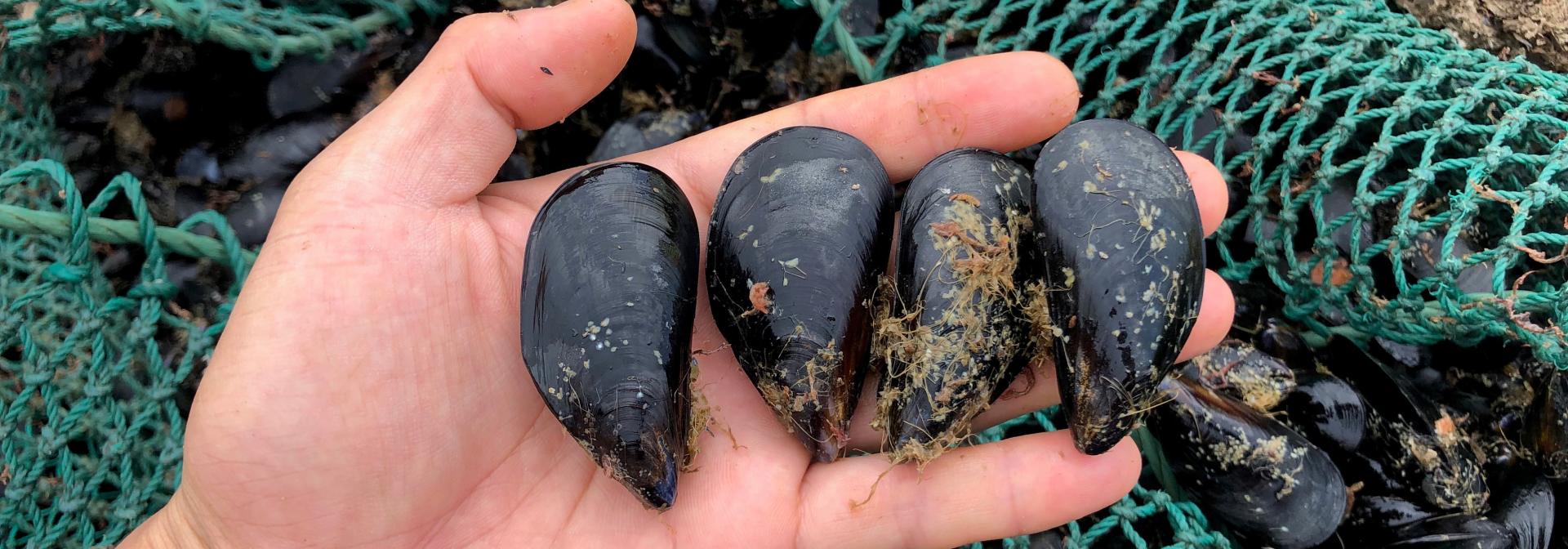 Generic representation of  New project aims to improve food safety of bivalves in Angola