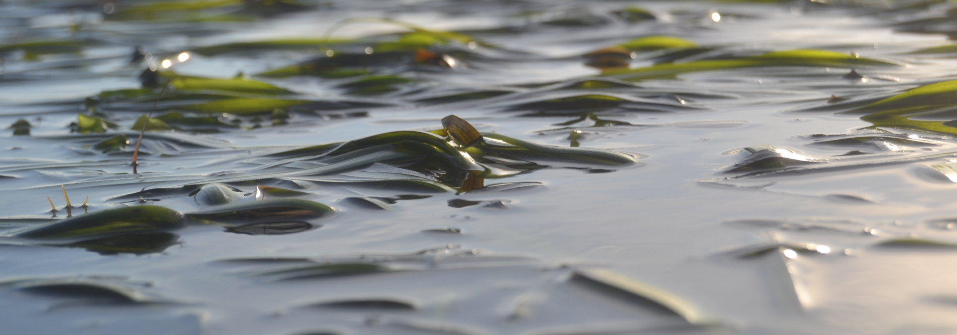 Generic representation of New project will highlight "Blue Forests”