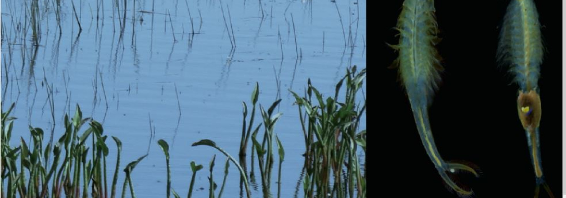 Generic representation of Study reveals distinct genetic patterns between two species of fairy shrimp in temporary ponds