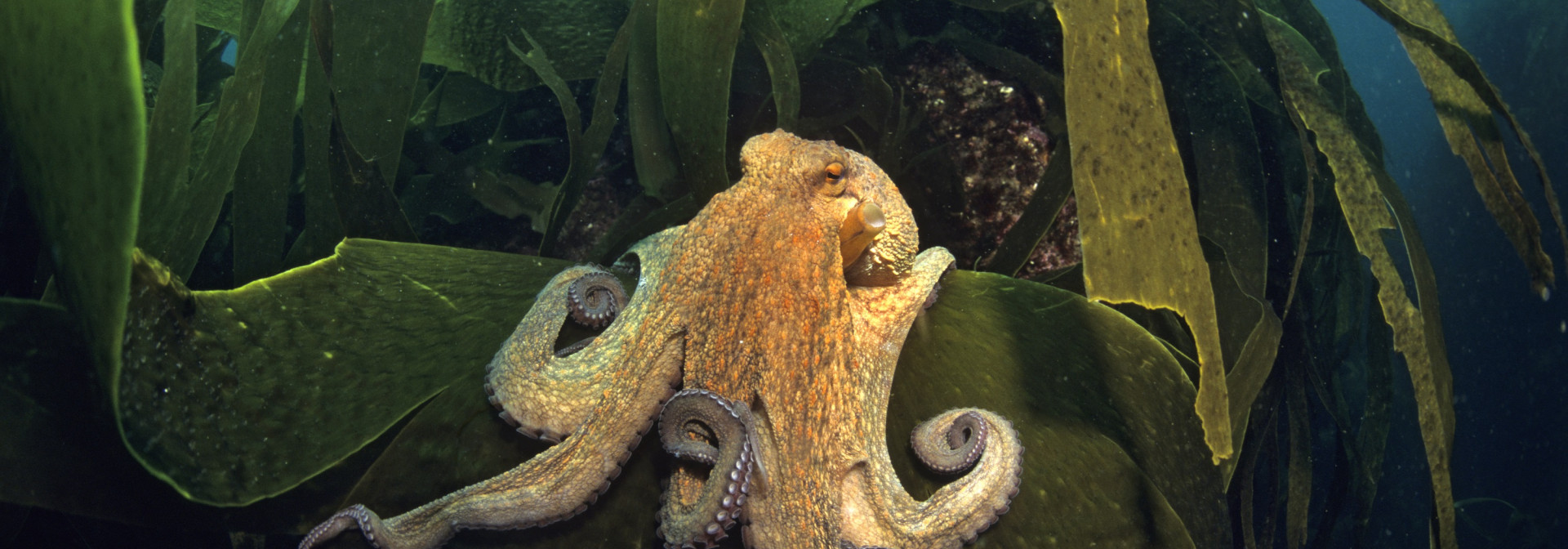 Generic representation of MARSW and INFORBIOMARES: two key projects for marine conservation in Portugal