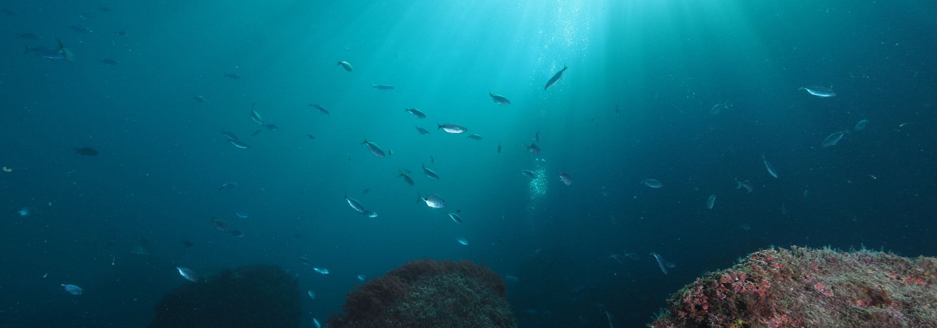 Generic representation of COP26: 95 experts in marine sciences call for ocean-based climate action