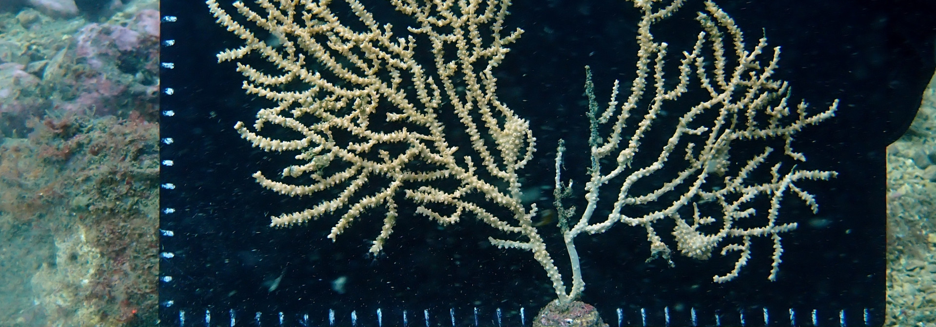 Generic representation of Researchers deploy 90 coral colonies on artificial reefs in a campaign in Sagres