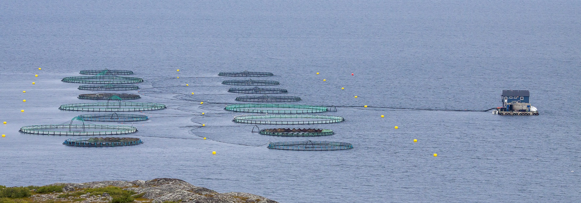 Generic representation of Novo guia identifica estratégias para melhorar a vida dos peixes de aquacultura