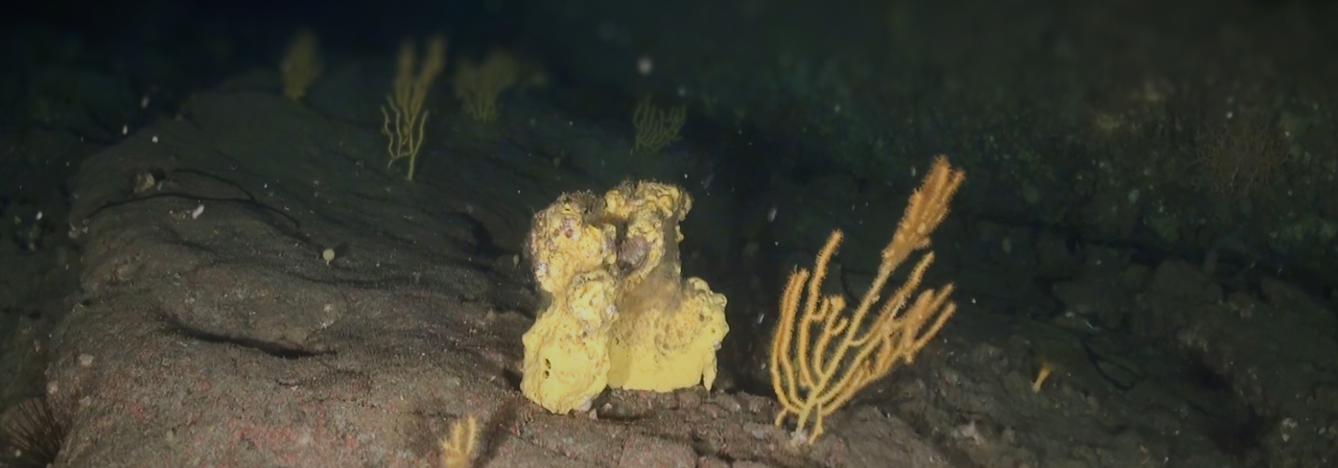 Generic representation of Thirteen potential priority marine habitats discovered in the São Vicente Canyon, off Sagres