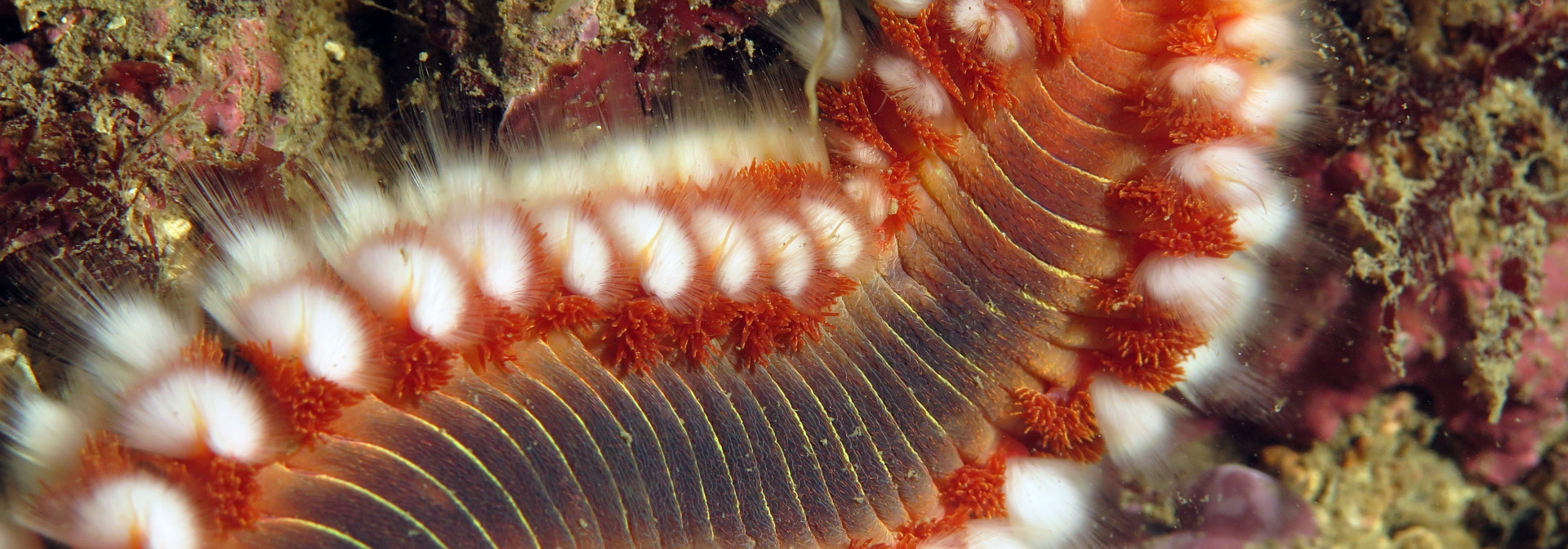 Generic representation of Mergulhar em busca do verme de fogo no Algarve