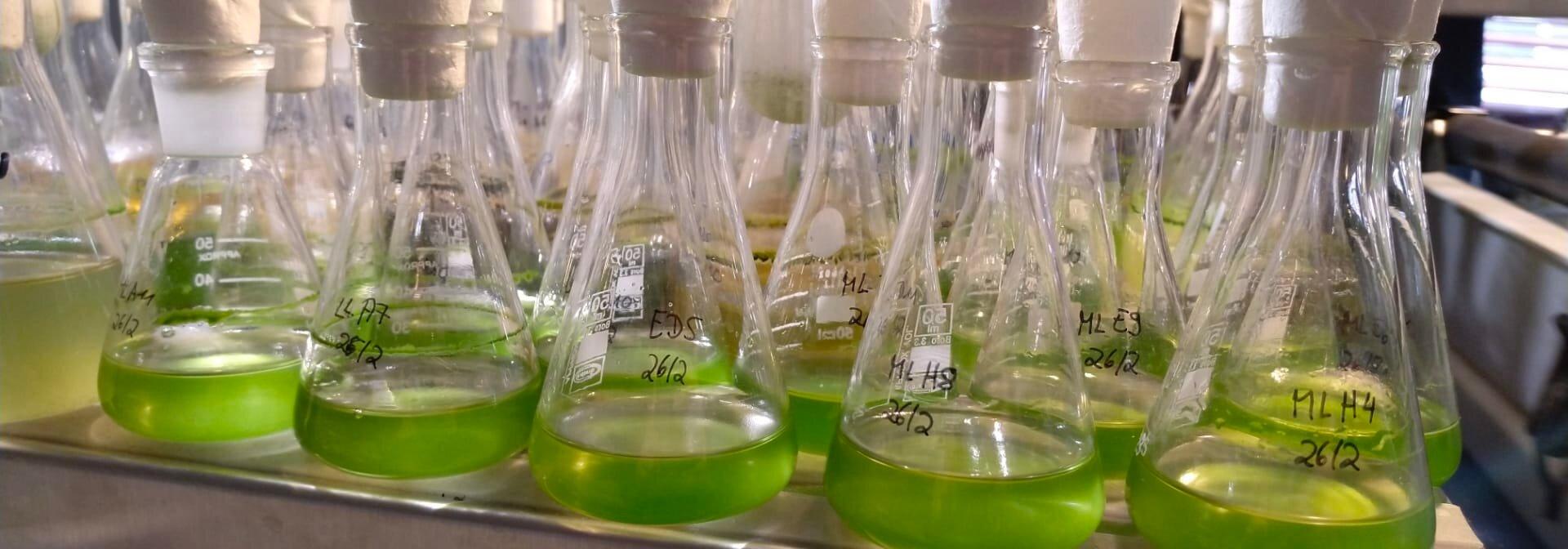 Generic representation of New research with algae brings hope for inflammatory bowel diseases