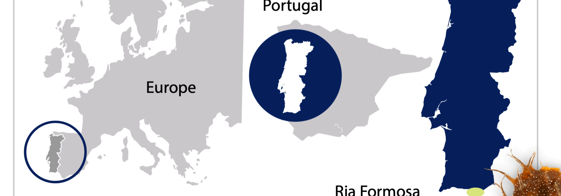 Generic representation of CCMAR researchers won the best oral communication award in a meeting in China