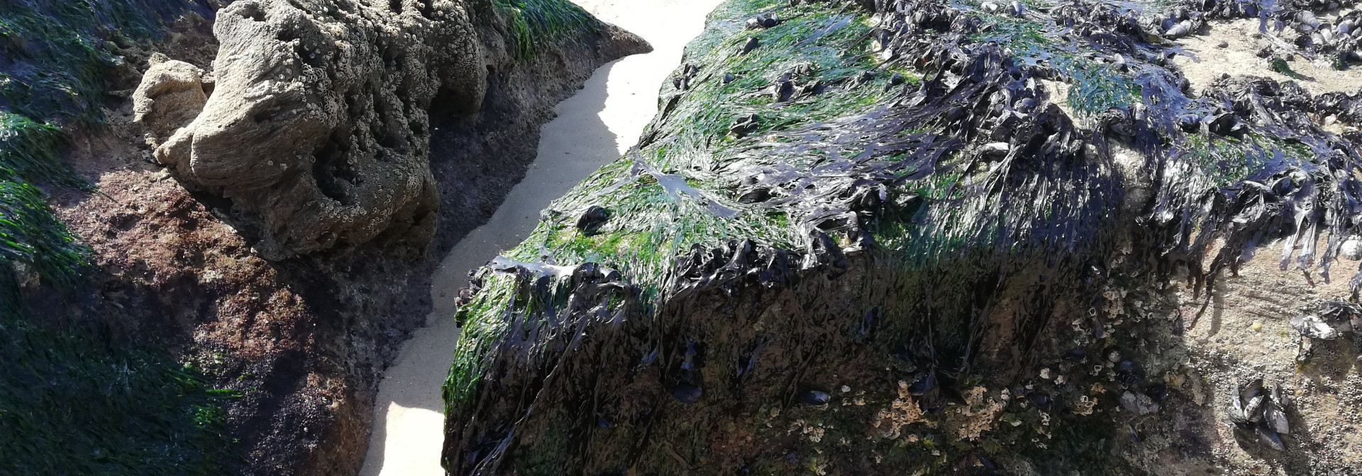 Algumas algas vermelhas têm diferentes tamanhos de genoma