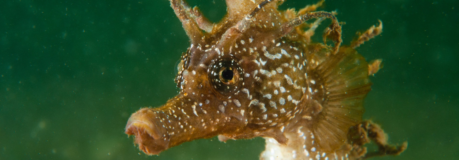 Generic representation of Almancil International Rotary Club is seeking donations for seahorses conservation project