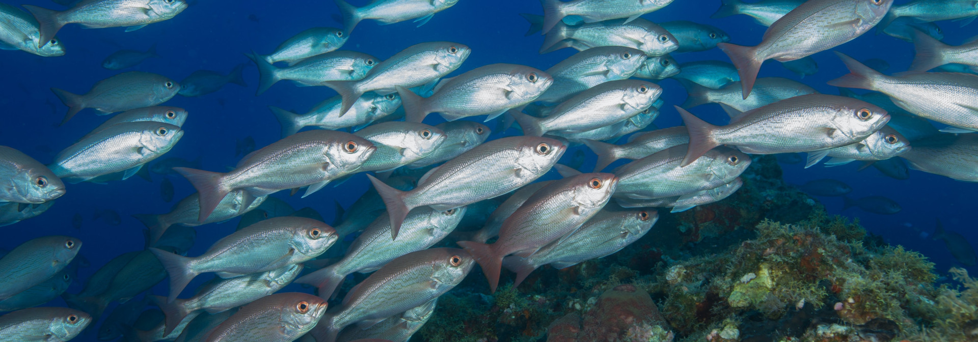 Generic representation of The impact of climate change in Portuguese fisheries