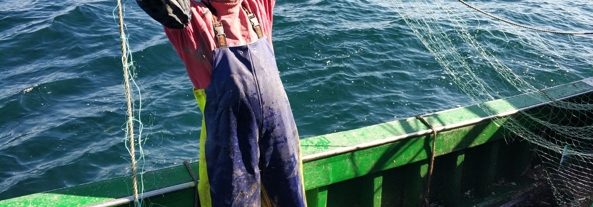 Generic representation of Commercial fishing may reduce genetic differentiation in marine fish species