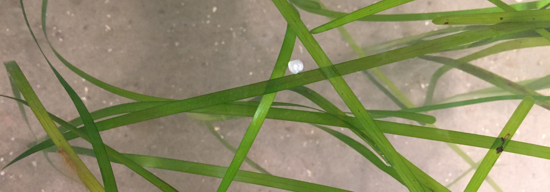 Generic representation of Marine and coastal vegetated habitats may act as microplastic barriers