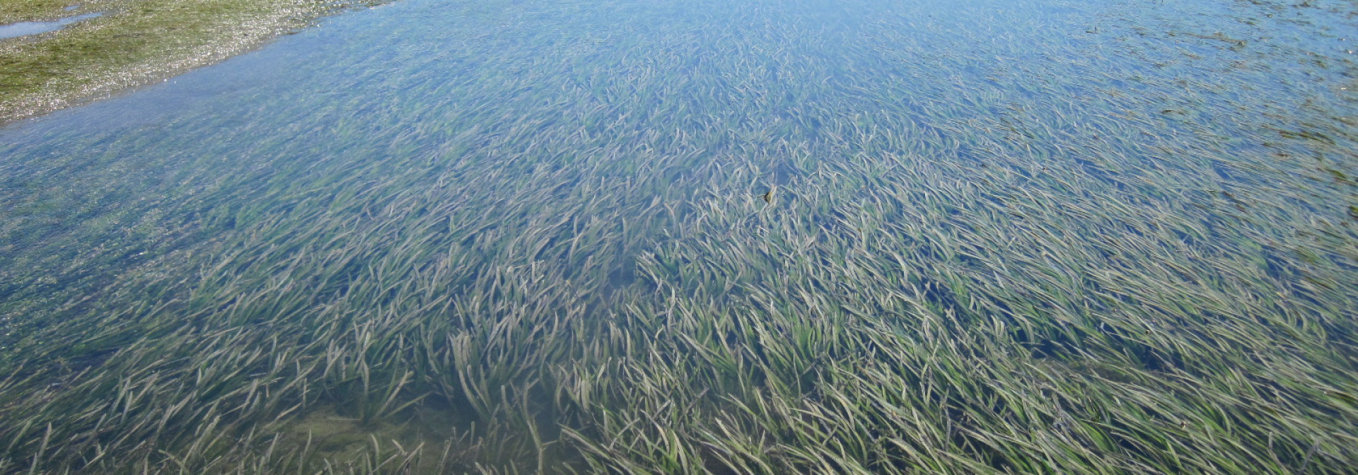 Generic representation of PLANT ME a new project to restore seagrass meadows
