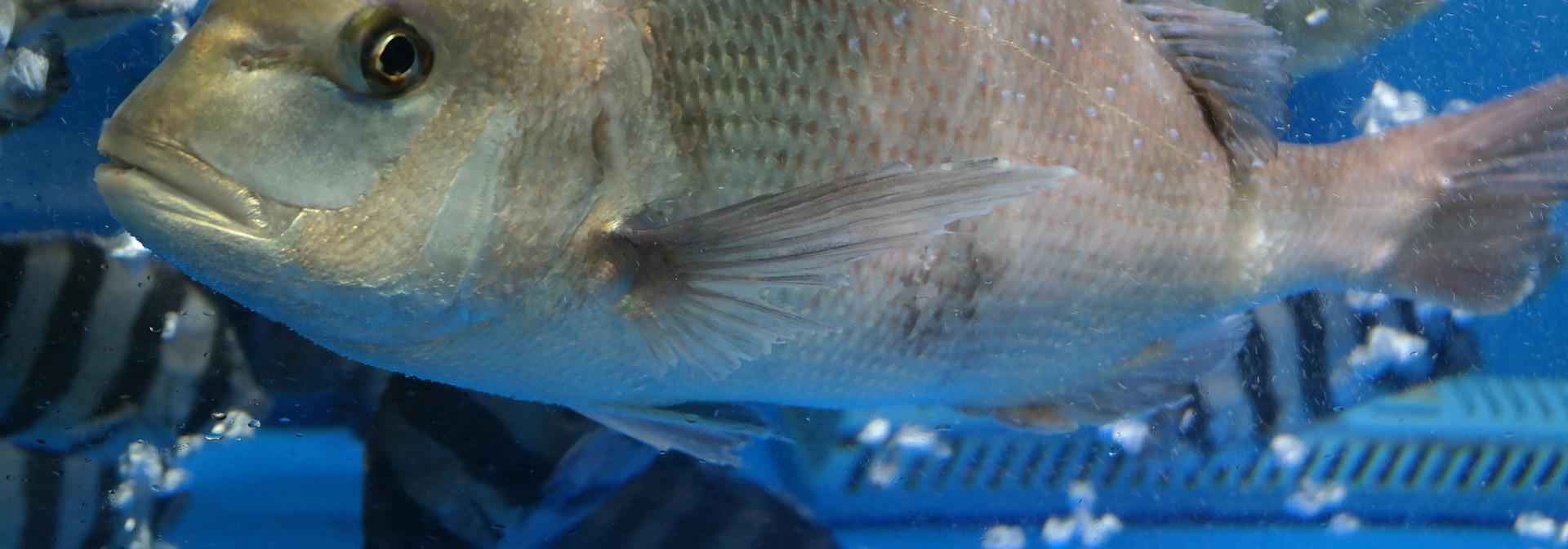 Generic representation of What are the effects of ocean acidification on olfactory sensitivity in fish?