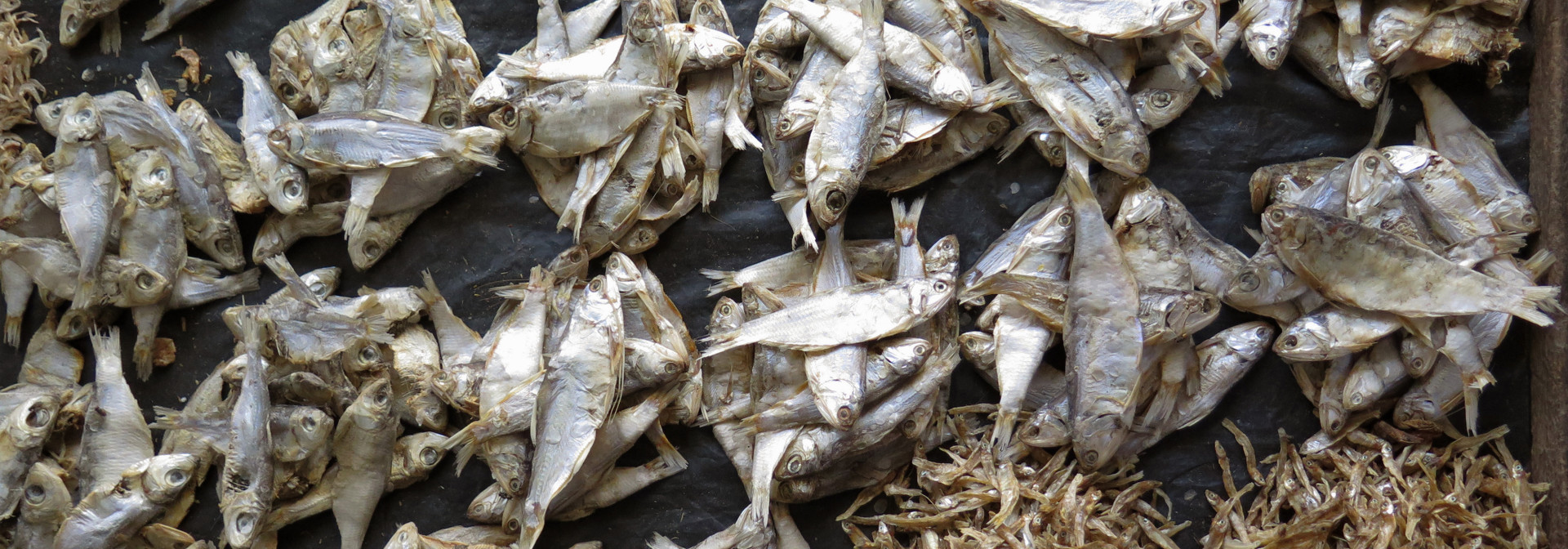 Generic representation of Study is part of a project that aims to improve the quality of life of fishing communities in Quelimane, Mozambique