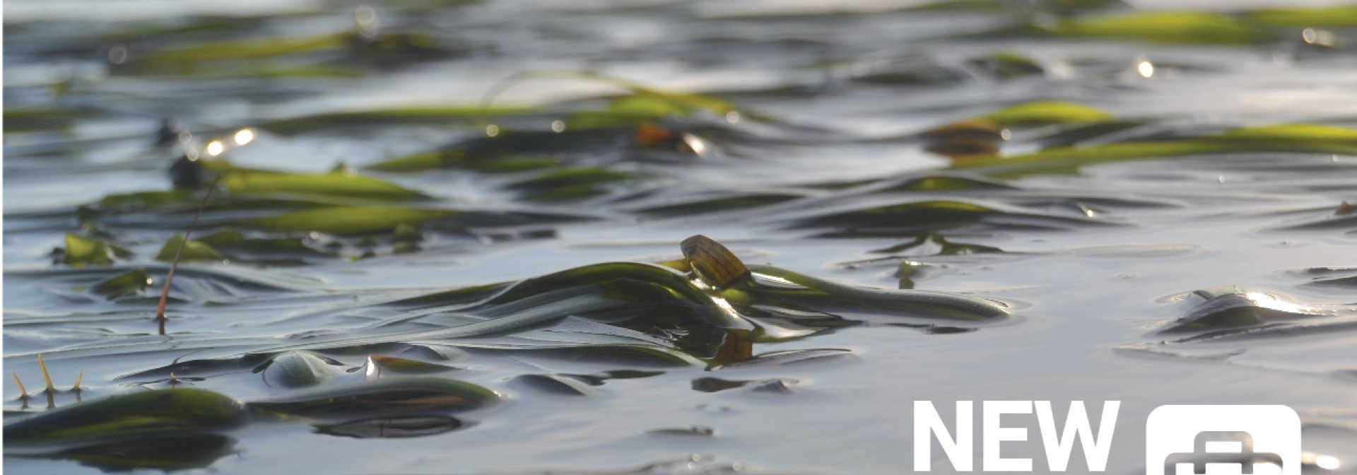 Generic representation of Call to award 15 Doctoral Research Fellowships