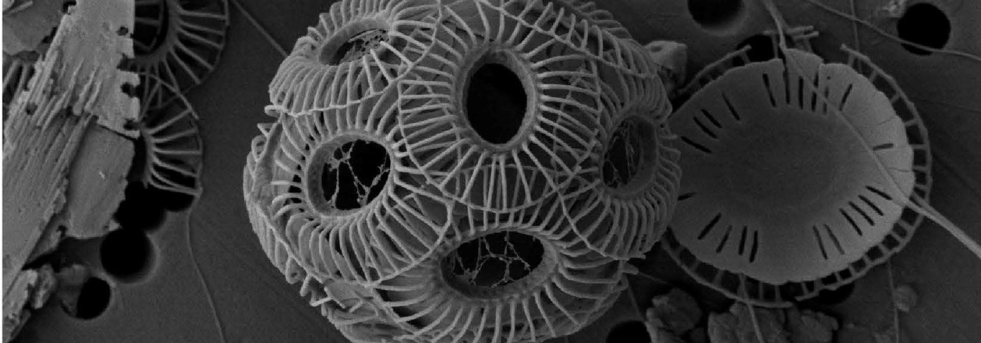 Generic representation of The impact of ocean acidification on marine and coastal ecosystems