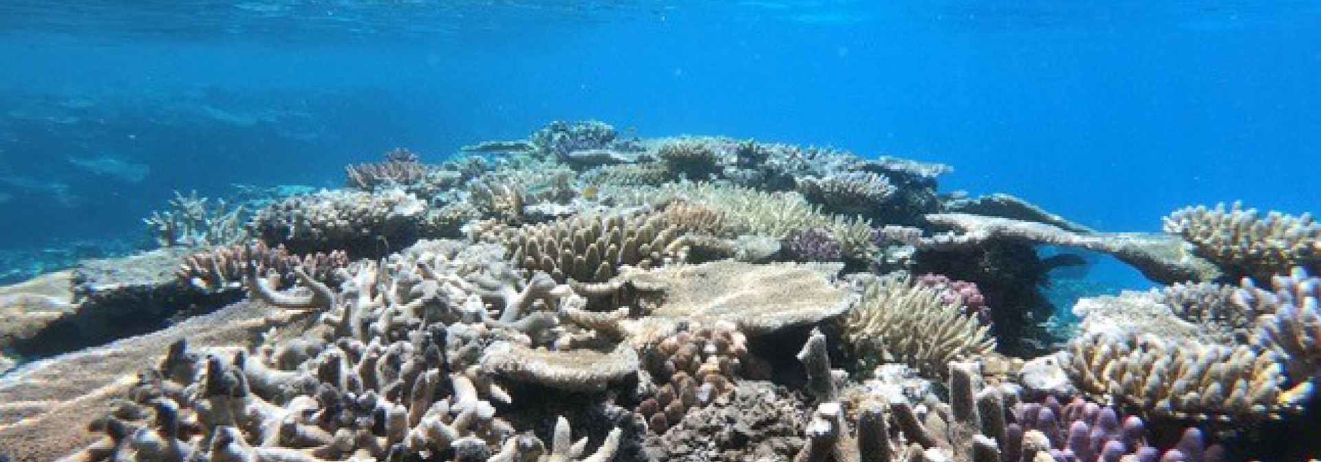 Generic representation of Microbial communities of the Great Barrier Reef can inform about potential threats to this ecosystem